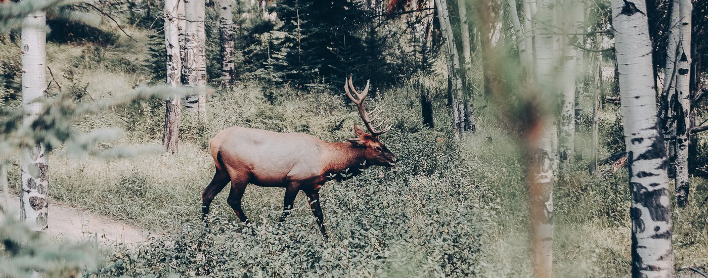 jasper national park