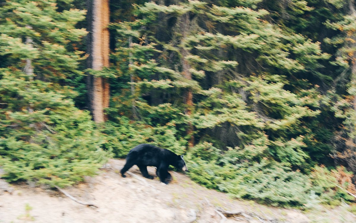 Viajar a Canadá