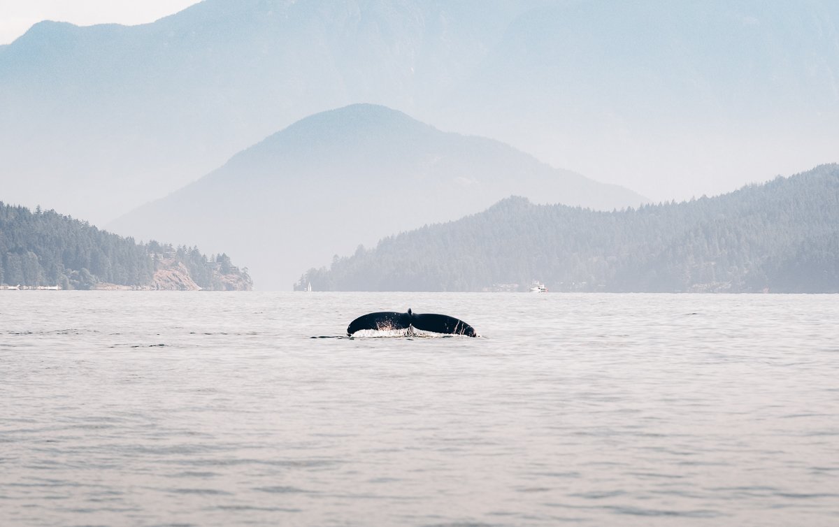 Qué hacer en Victoria British Columbia