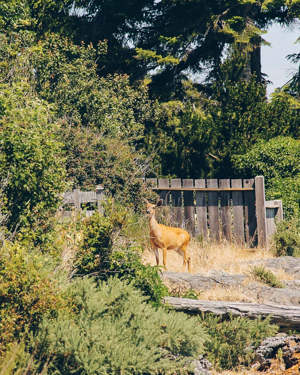 Qué hacer en Victoria British Columbia